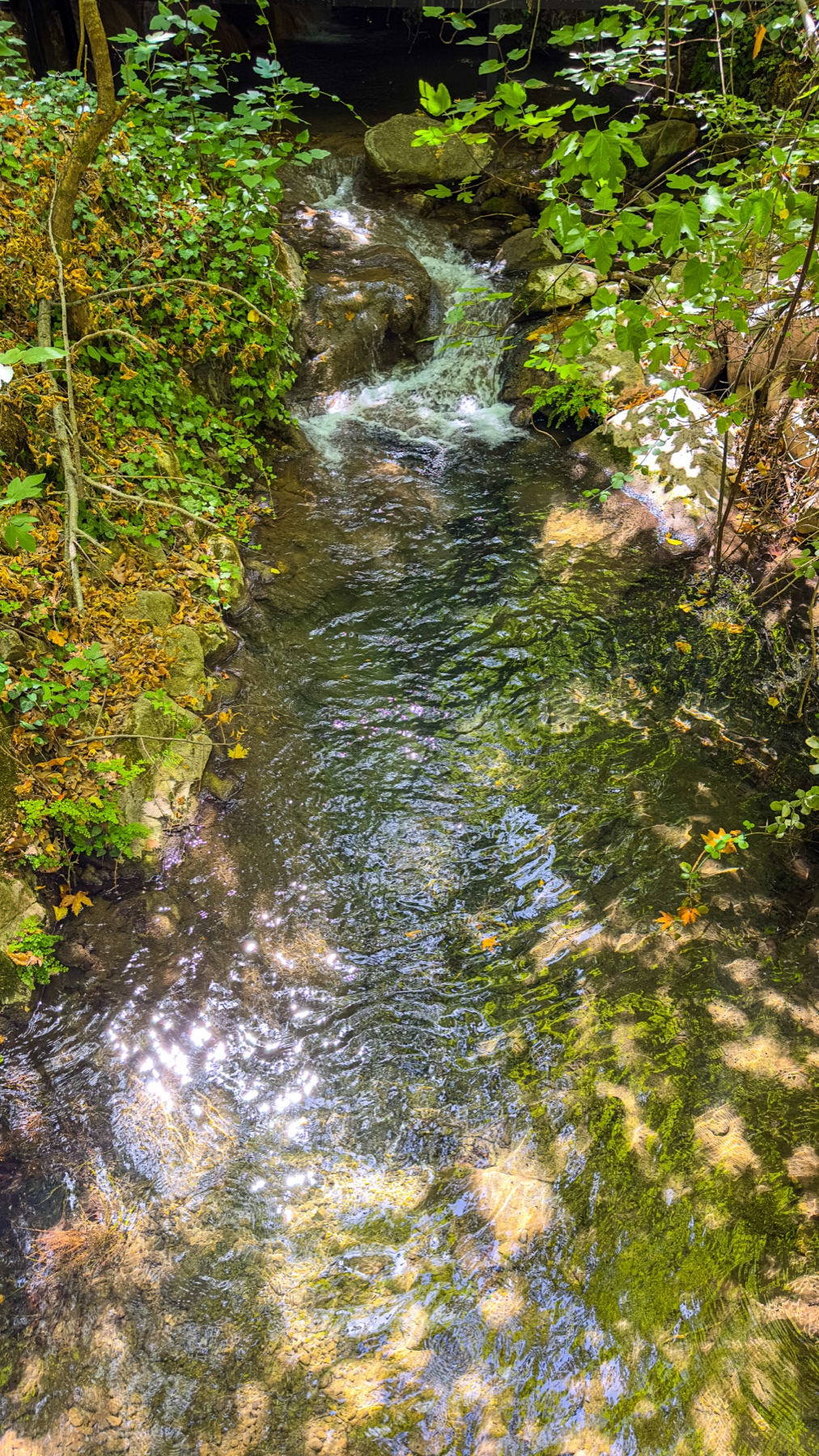 Knabberfisch-Becken — klares Heilwasser